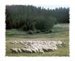 Photo Moutons